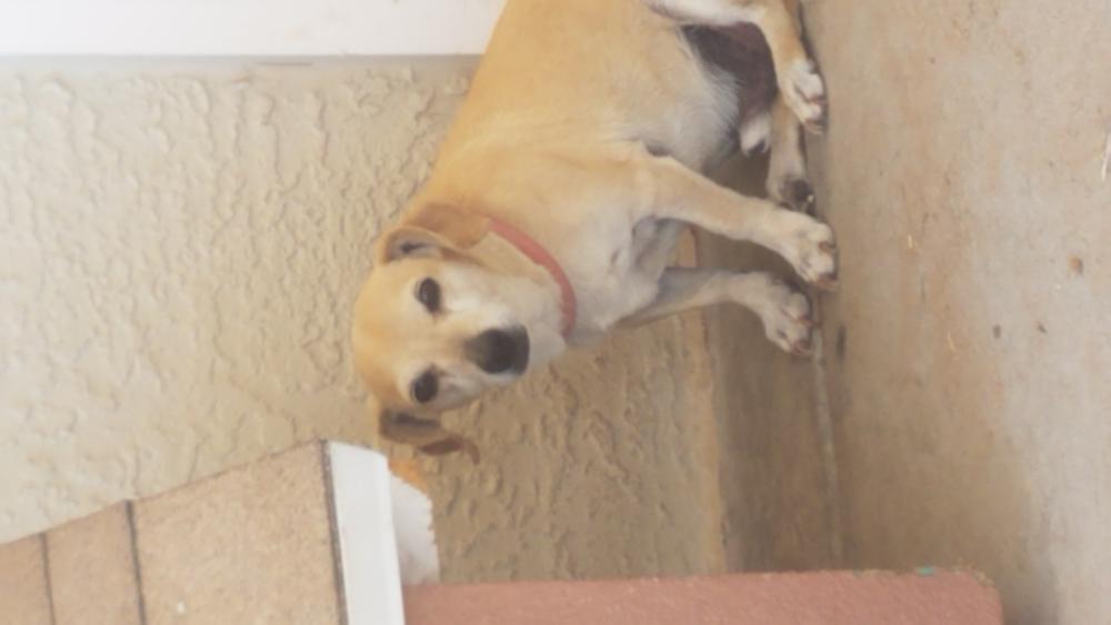 Image of rudy, Lost Dog