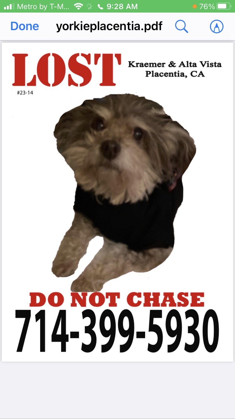 Image of Skittle, Lost Dog