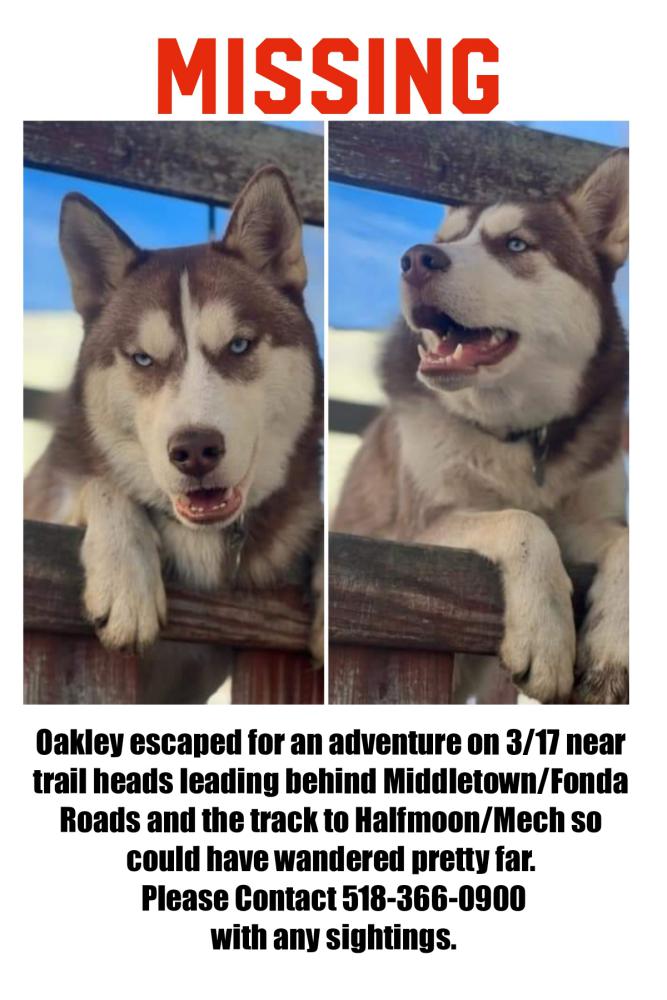 Image of Oakly, Lost Dog