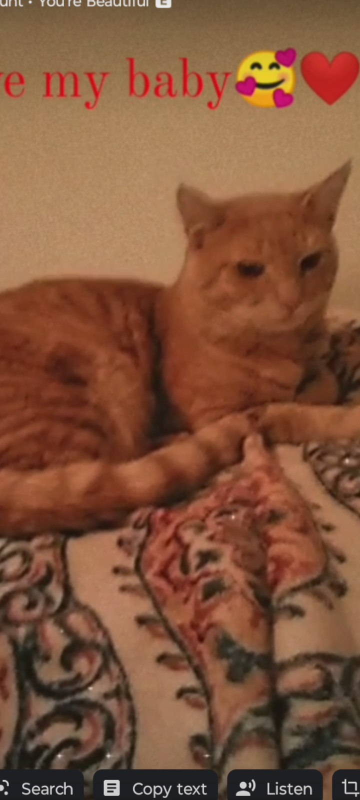 Image of Garfield, Lost Cat