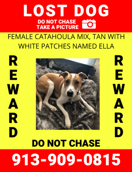 Image of Ella, Lost Dog