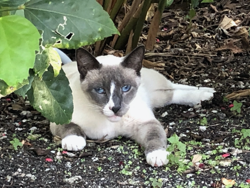 Image of Blu, Lost Cat