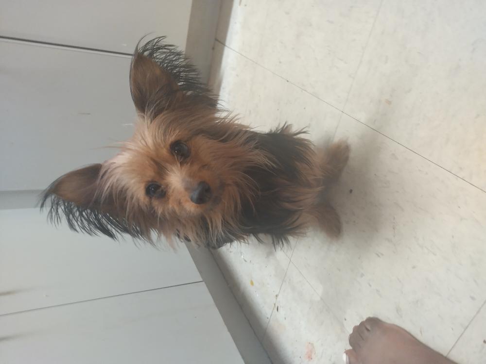 Image of Yorkie, Lost Dog