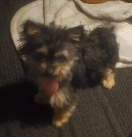 Image of Little, Lost Dog