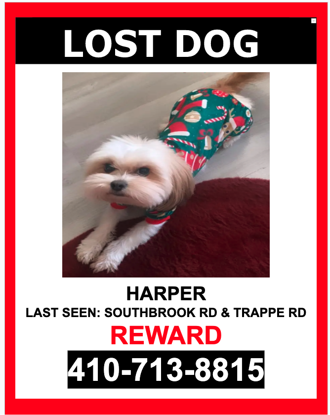 Image of Harper, Lost Dog