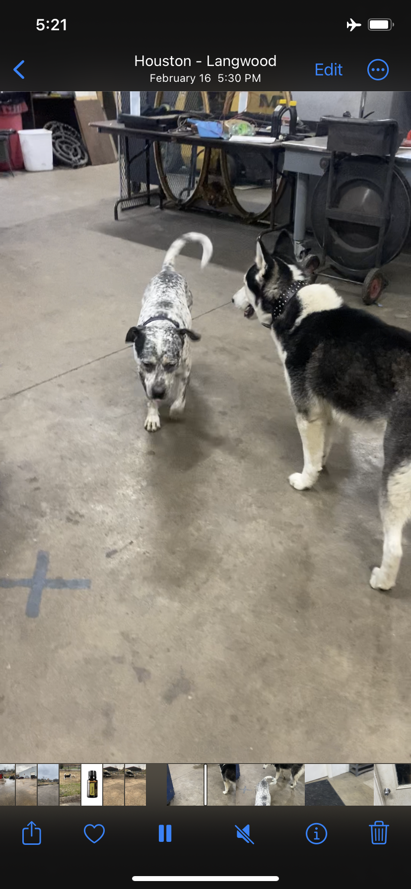 Image of Oreo & lucky, Lost Dog