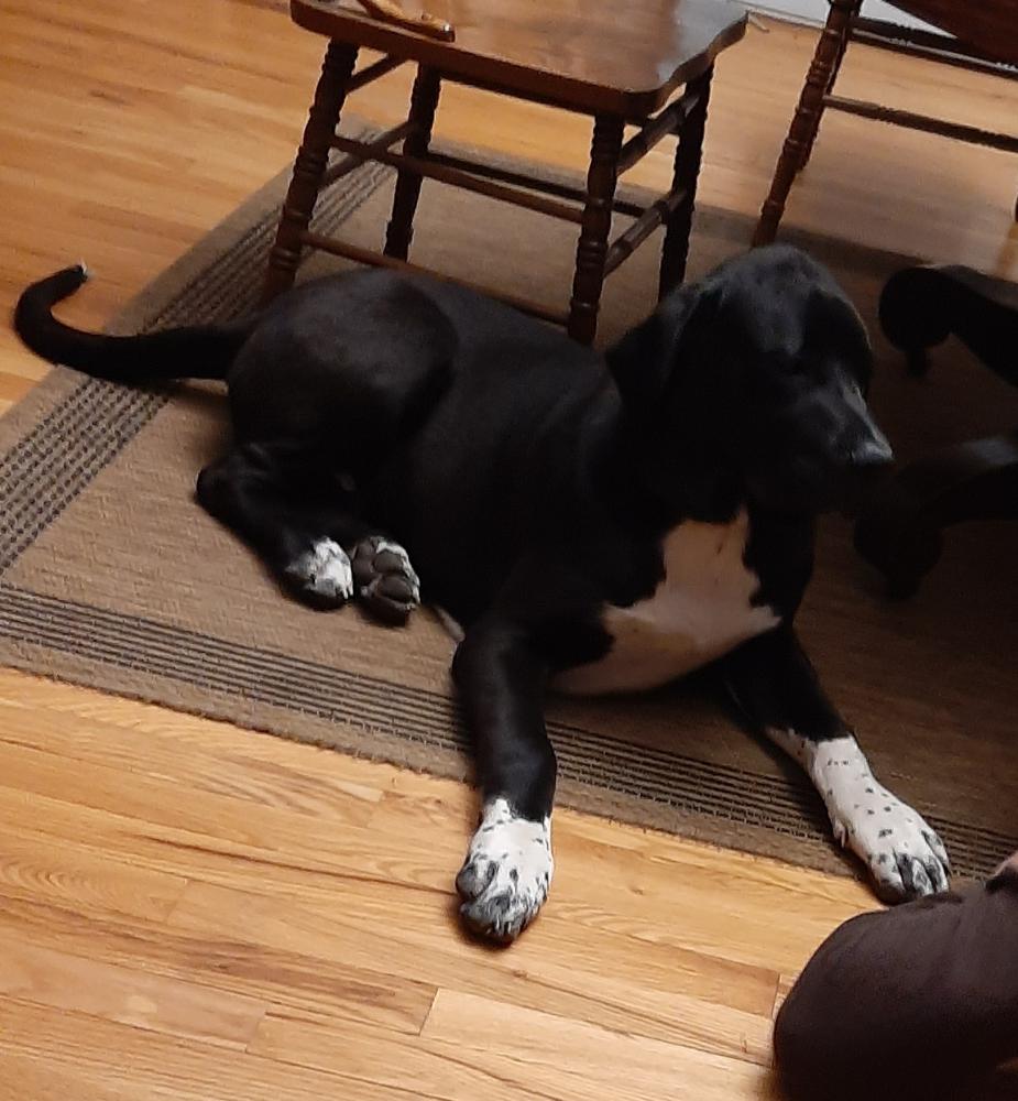 Image of Murphy Elvis Grumpy, Found Dog