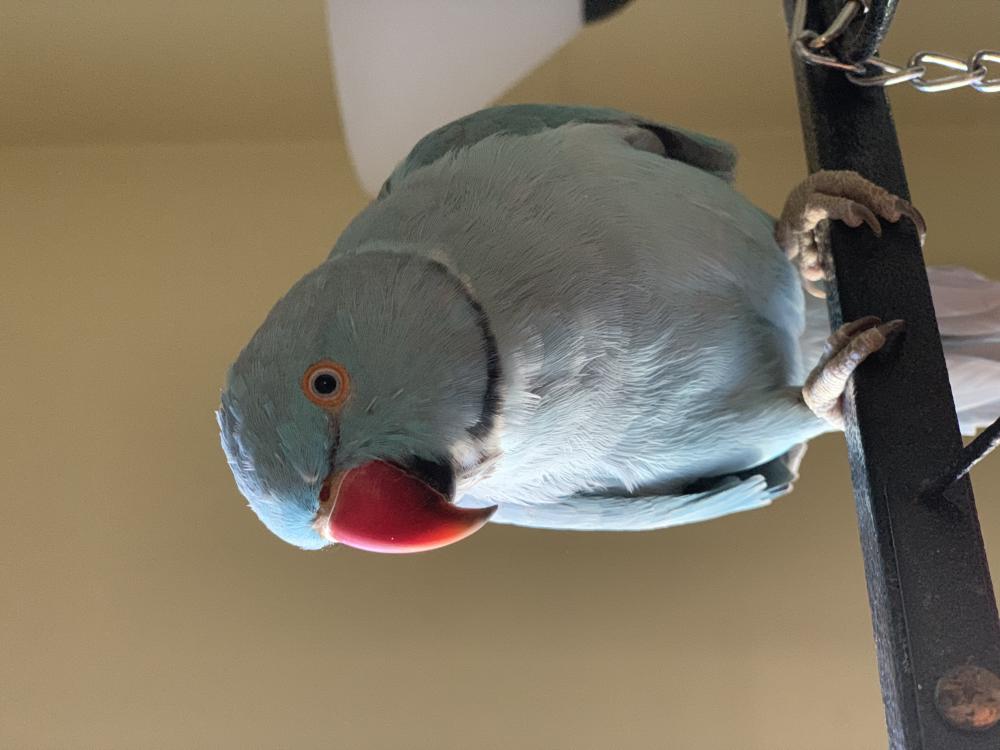 Image of Muffin, Lost Bird