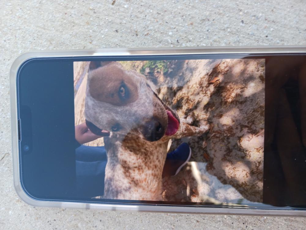 Image of Unknown, Lost Dog