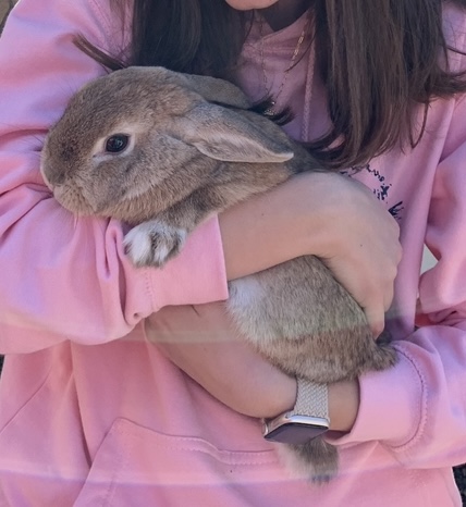 Image of Puffy, Lost Rabbit