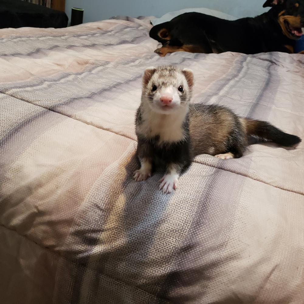 Image of Ace, Lost Ferret