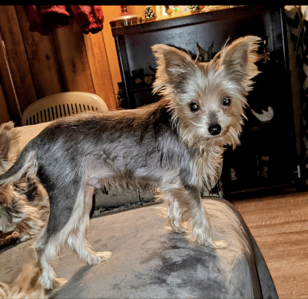 Image of Itty Bitty, Lost Dog