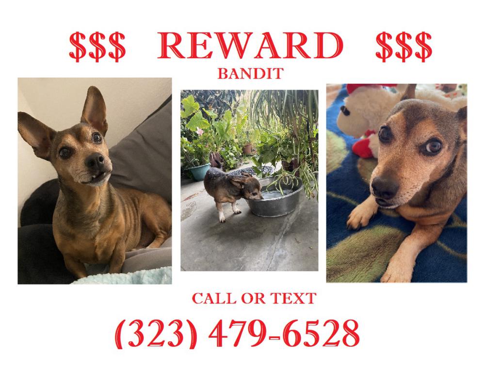 Image of Bandit, Lost Dog