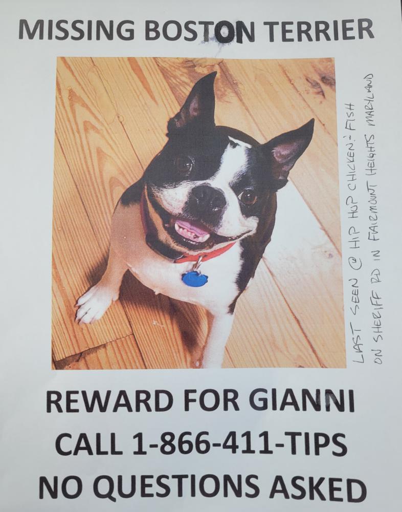 Image of Gianni, Lost Dog