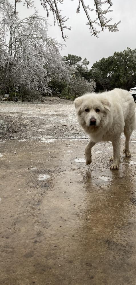 Image of Everest, Lost Dog