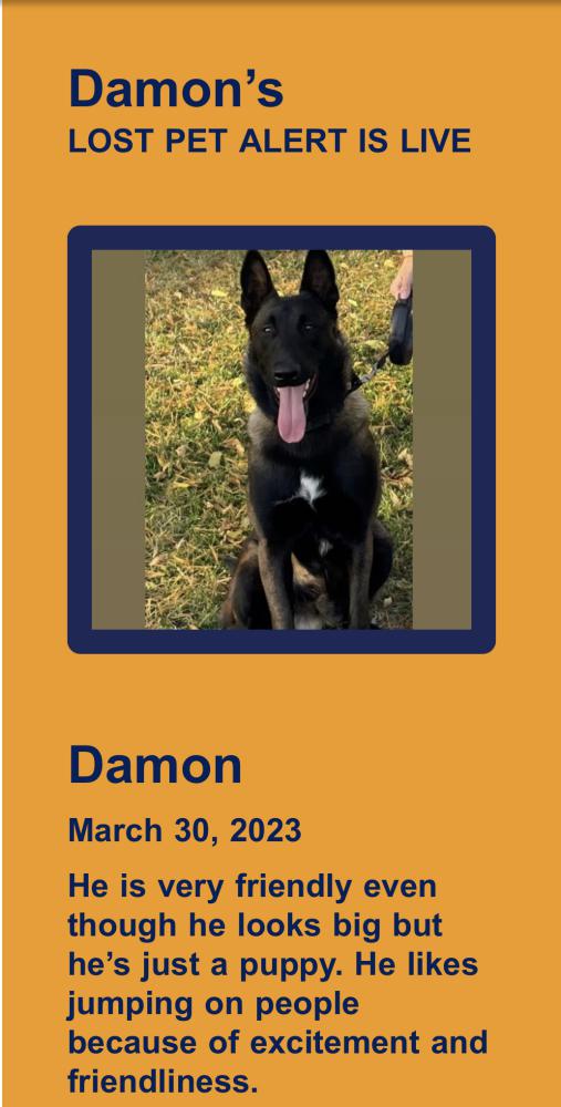Image of Damon, Lost Dog