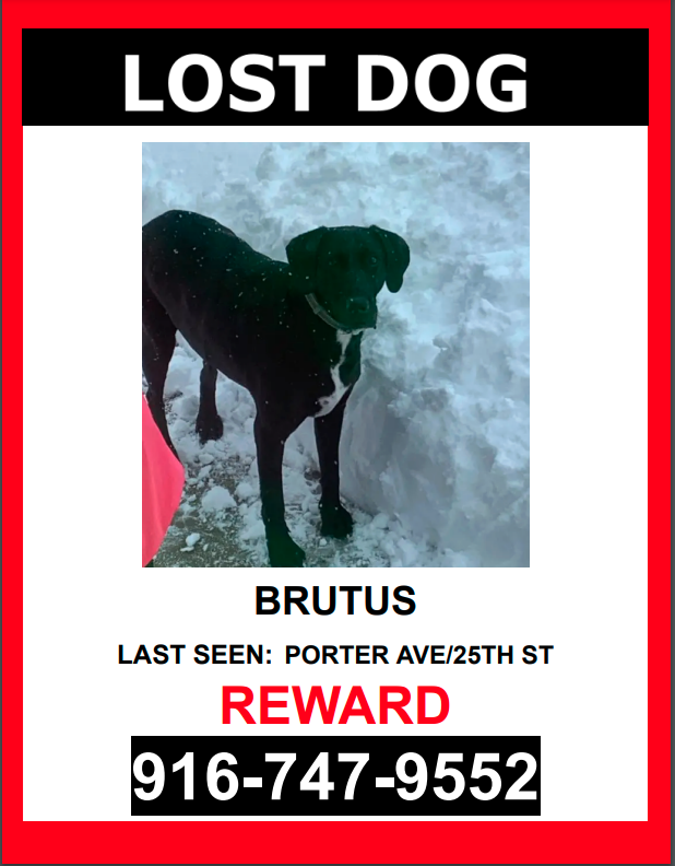 Image of Brutus, Lost Dog