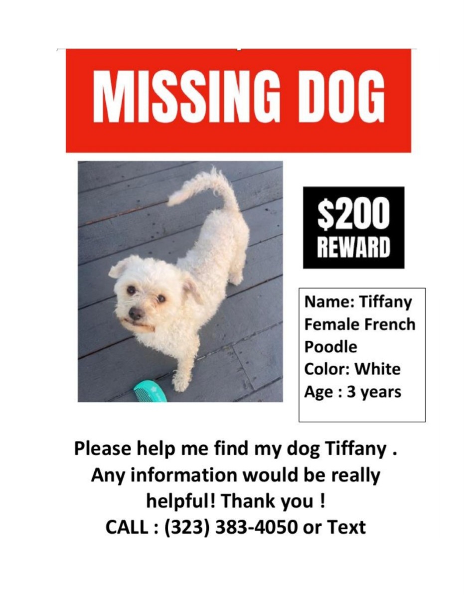 Image of Tiffany, Lost Dog
