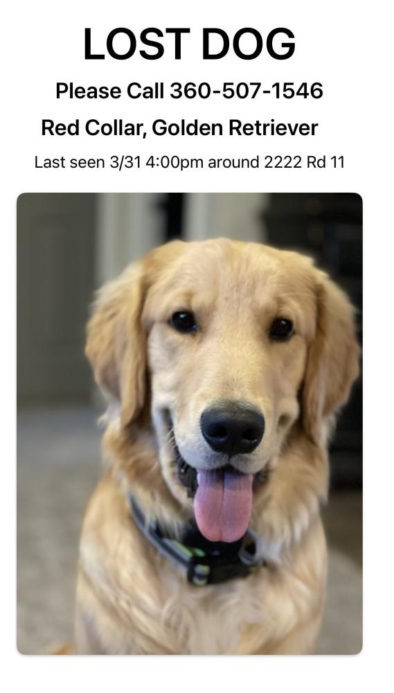 Image of Archer, Lost Dog