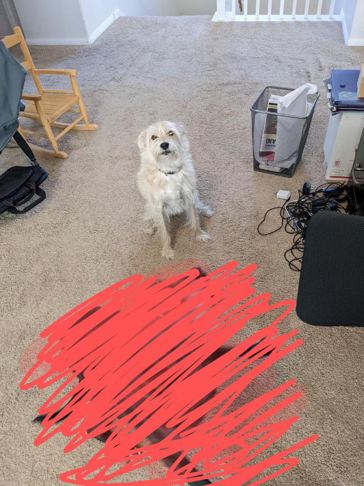 Image of Stella, Lost Dog