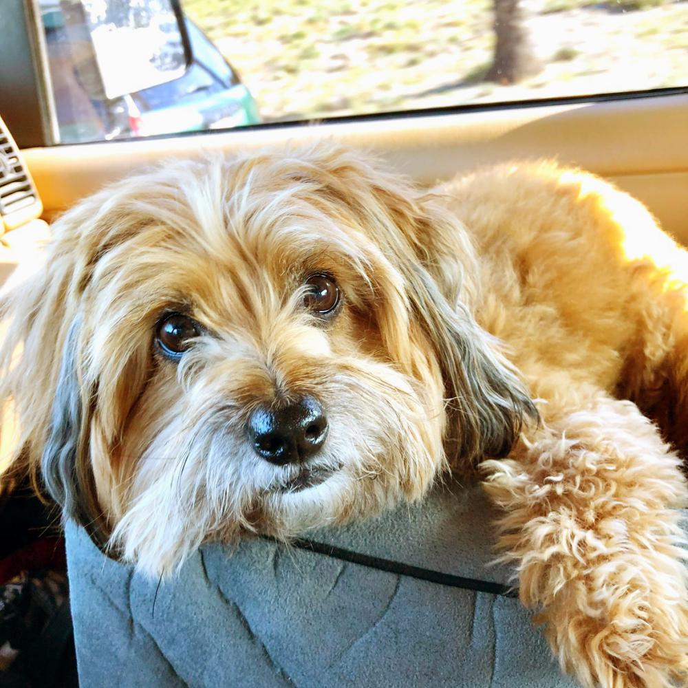 Lost Dog Terrier Mix in RIVERSIDE, CA - Lost My Doggie