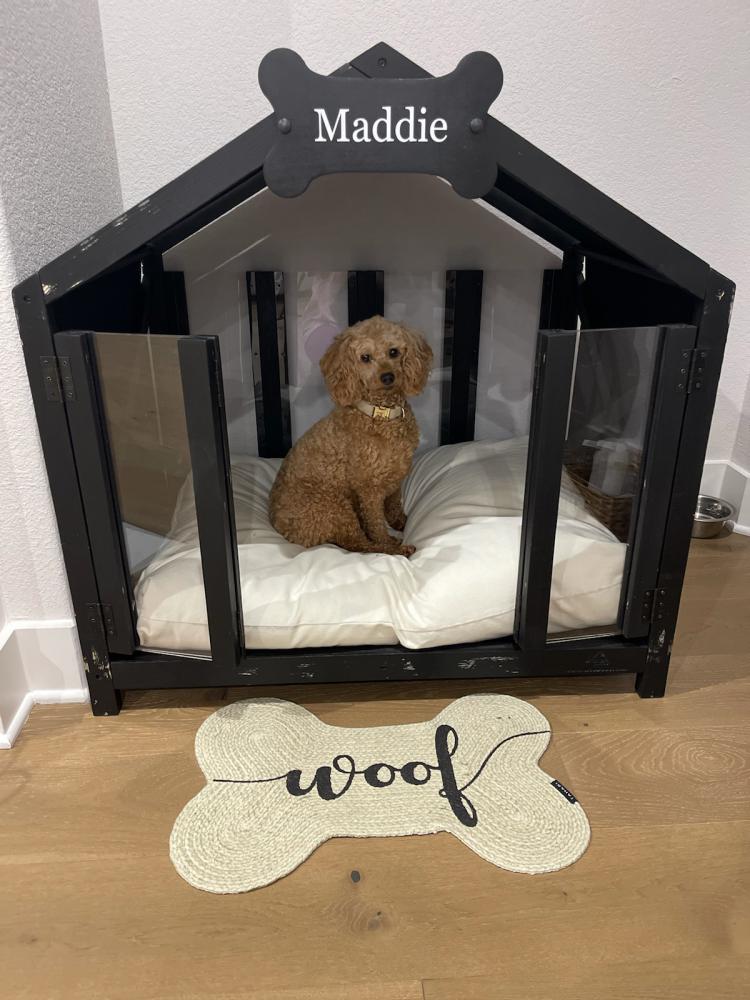 Image of Maddie, Lost Dog