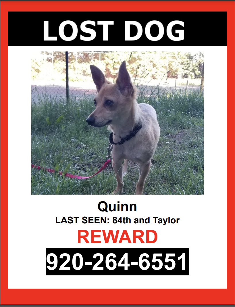Image of Quinn, Lost Dog