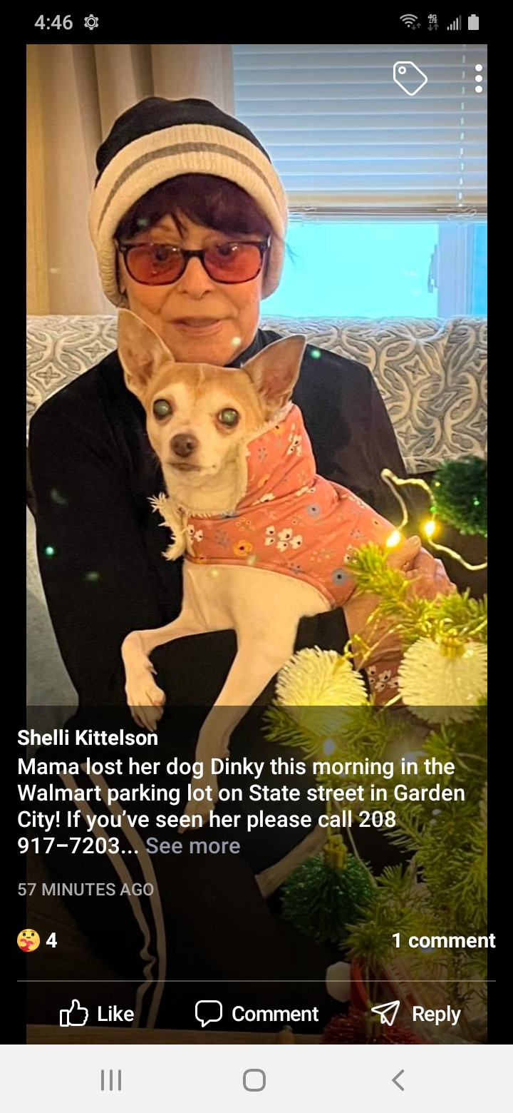 Image of Dinky, Lost Dog