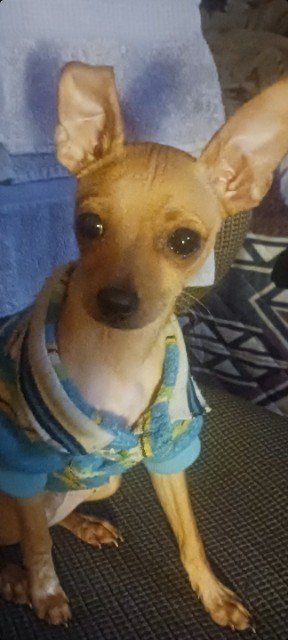 Image of Dobby, Lost Dog