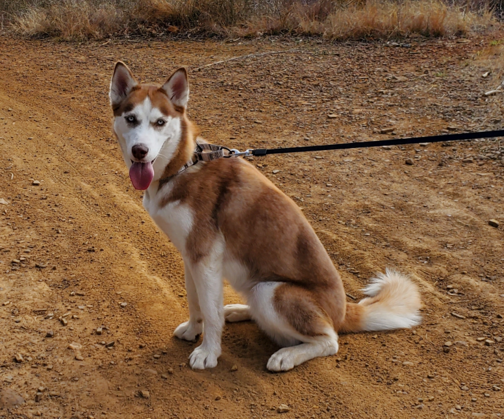 Image of Mikah, Lost Dog