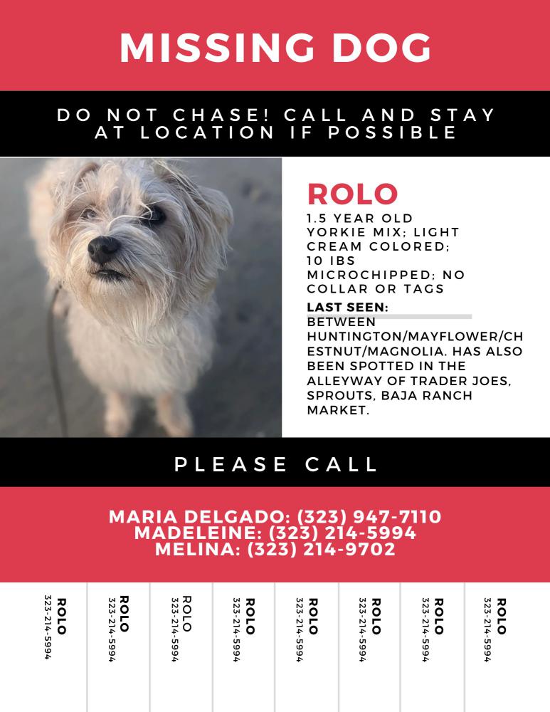 Image of Rolo, Lost Dog