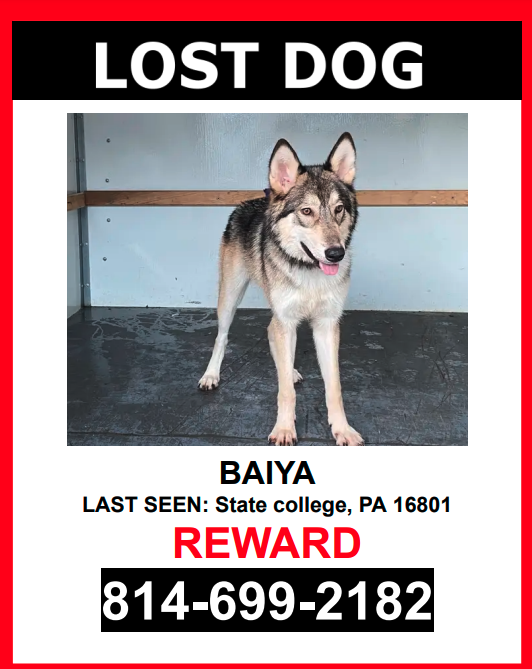 Image of Baiya, Lost Dog