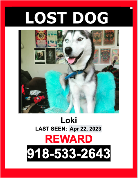 Image of Loki, Lost Dog