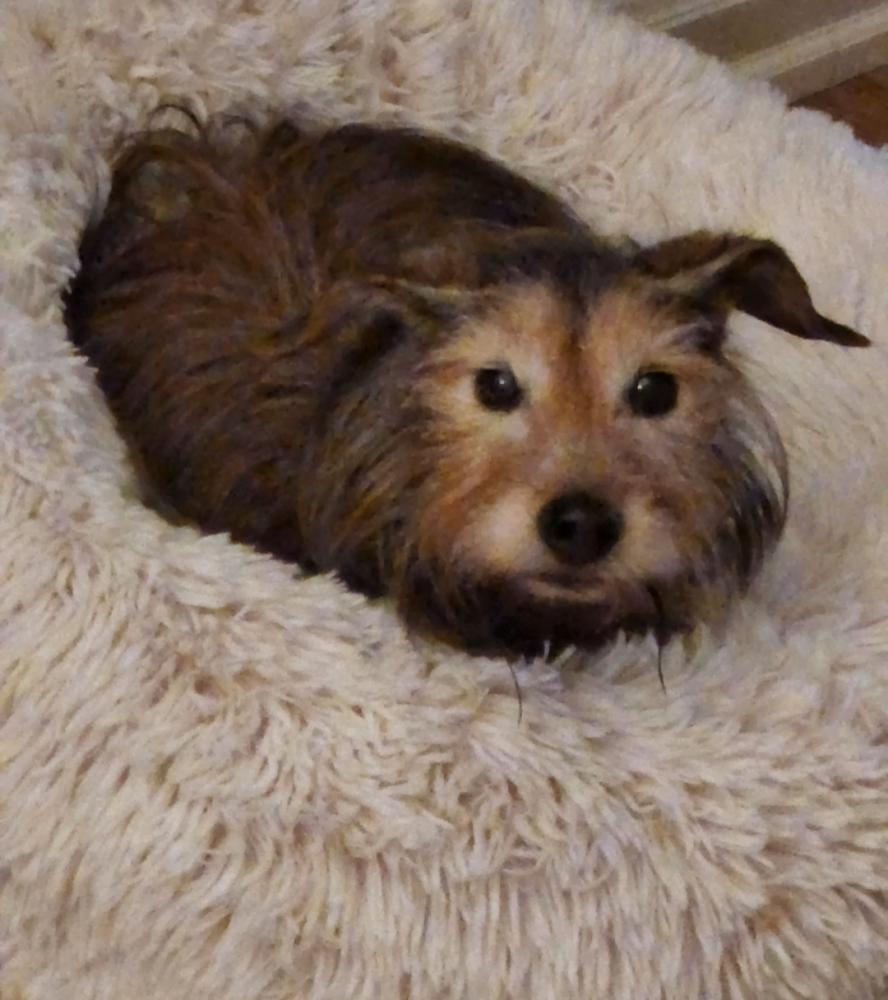 Image of Dexter, Lost Dog