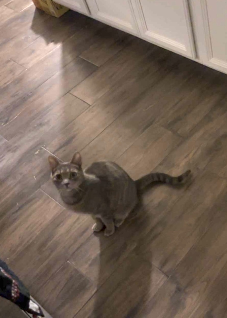Image of Jetson, Lost Cat
