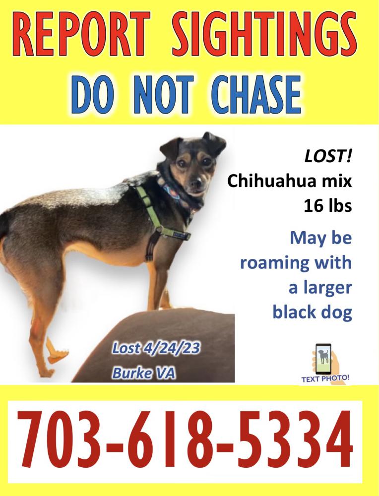 Image of Chili, Lost Dog