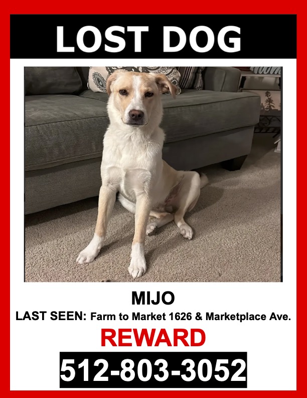 Image of Mijo, Lost Dog