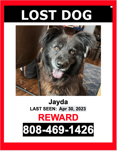 Image of Jayda, Lost Dog