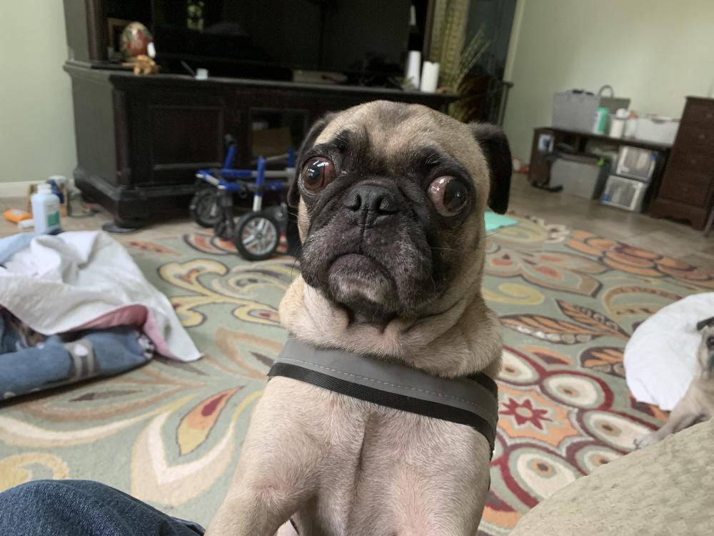 Image of Unknown-fawn pug, Found Dog