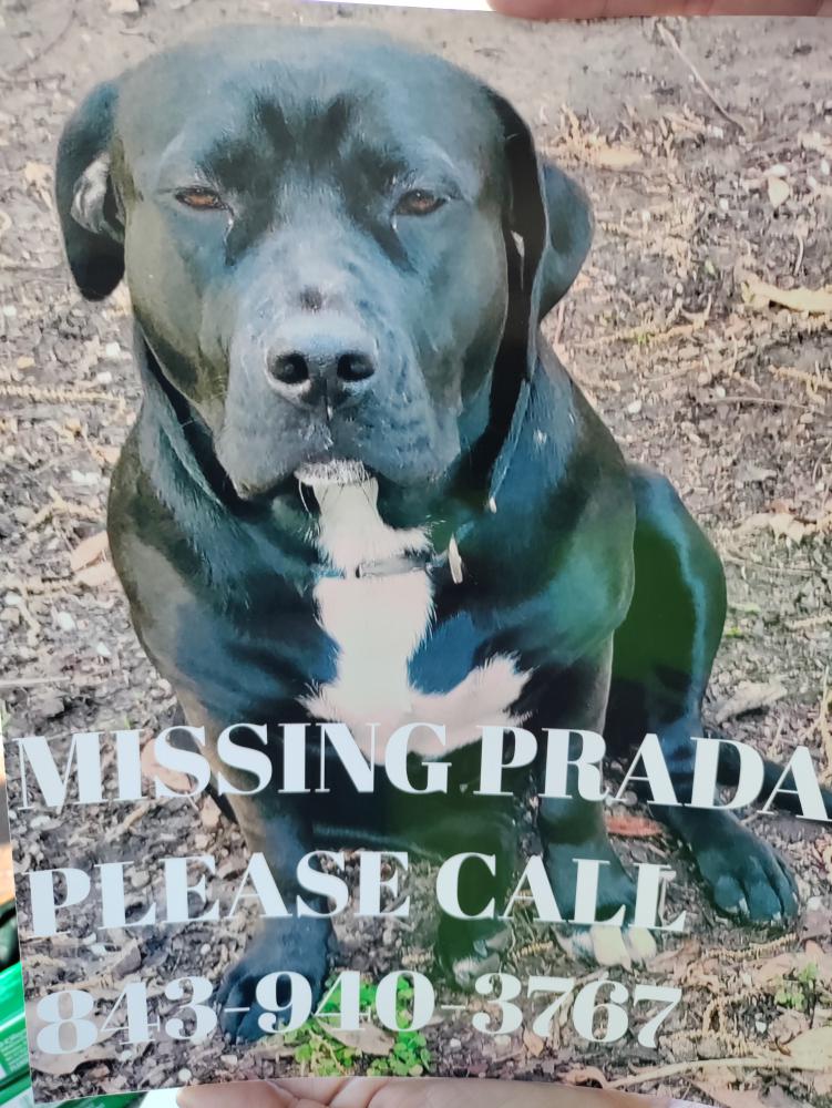 Image of Prada, Lost Dog
