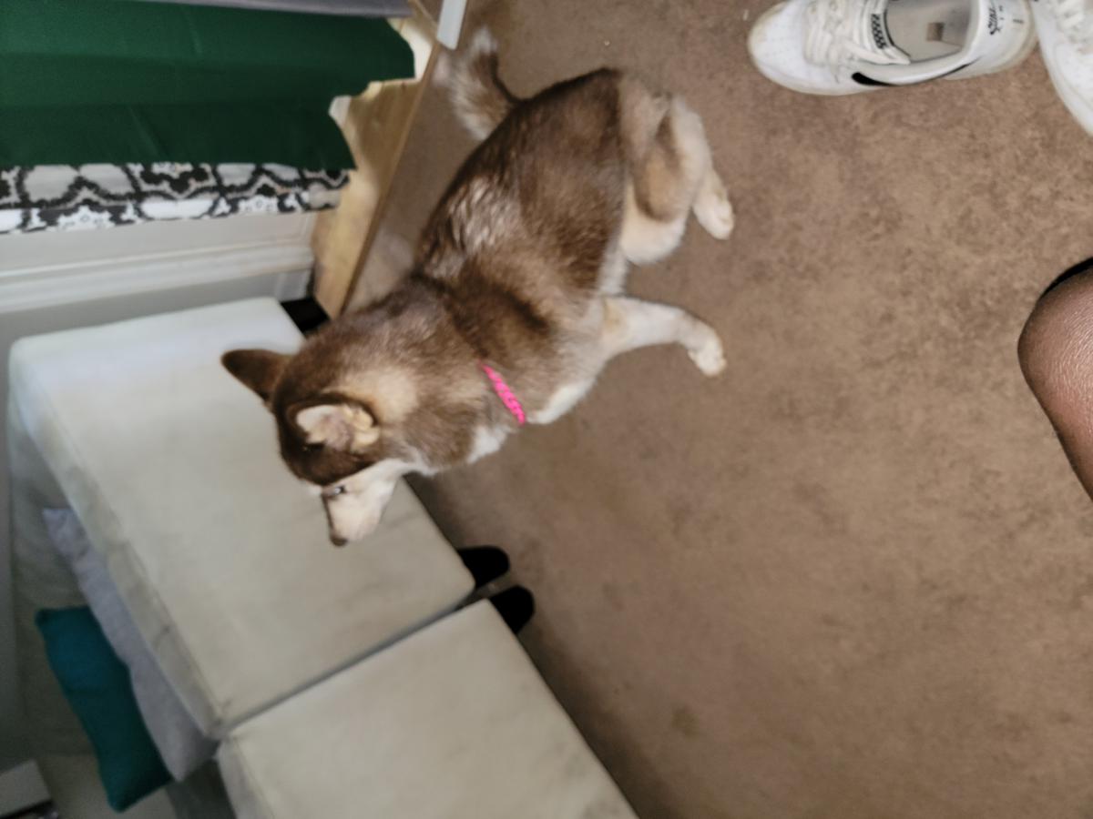 Image of Breona, Lost Dog