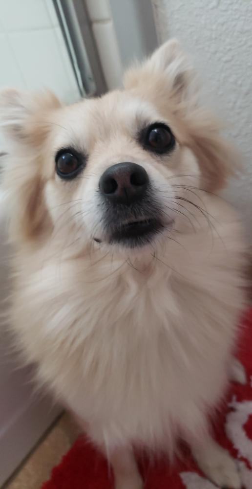 Image of Missy/MissLittleDog, Lost Dog