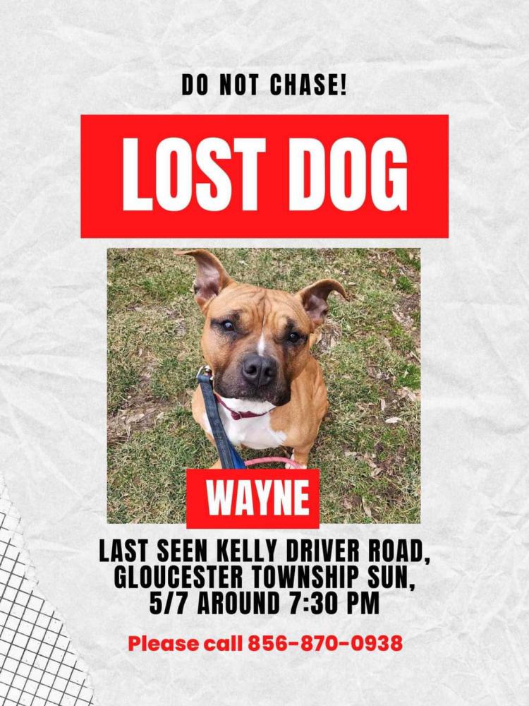 Image of Wayne, Lost Dog