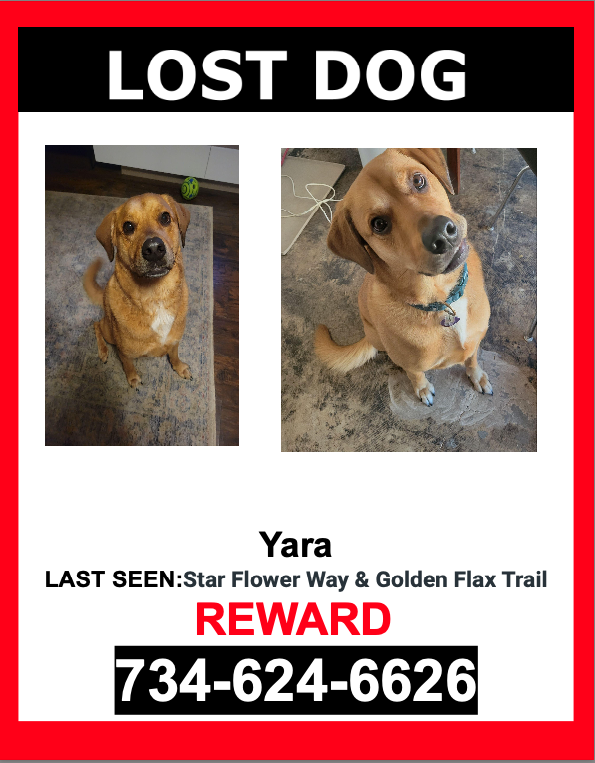 Image of Yara, Lost Dog