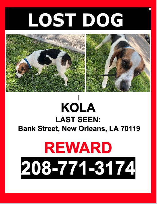 Image of Kola, Lost Dog