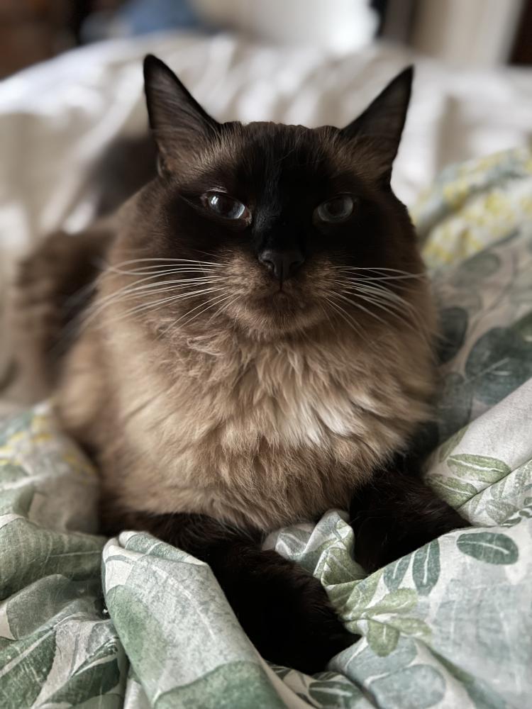 Image of Mico, Lost Cat