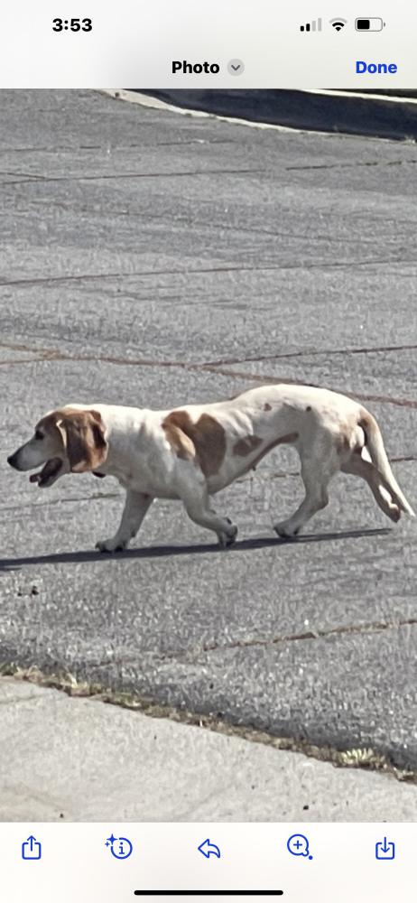 Image of Unknown - basset f, Found Dog