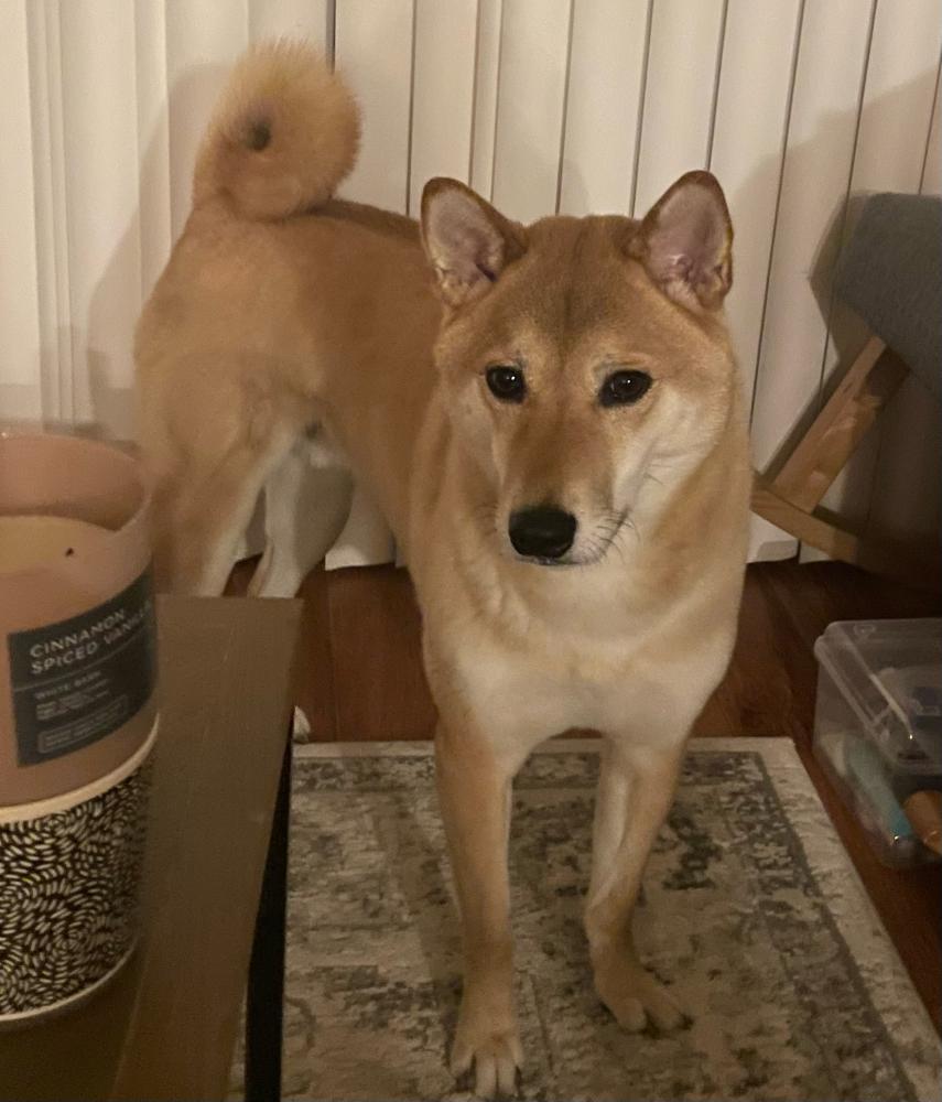 Image of Taro, Lost Dog