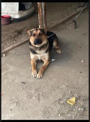 Image of Dude, Lost Dog