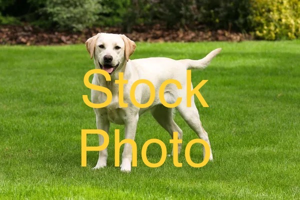 Image of Yellow Lab, Lost Dog